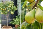How to Grow Pear Trees in Containers for Juicy Homegrown Fruit