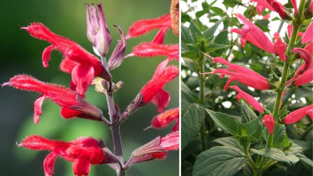 How to Grow Pineapple Sage for a Hummingbird-Friendly Garden