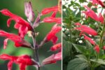 How to Grow Pineapple Sage for a Hummingbird-Friendly Garden