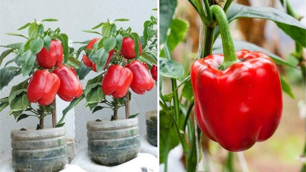 How to Grow Red Bell Peppers in Containers on Your Balcony or Terrace