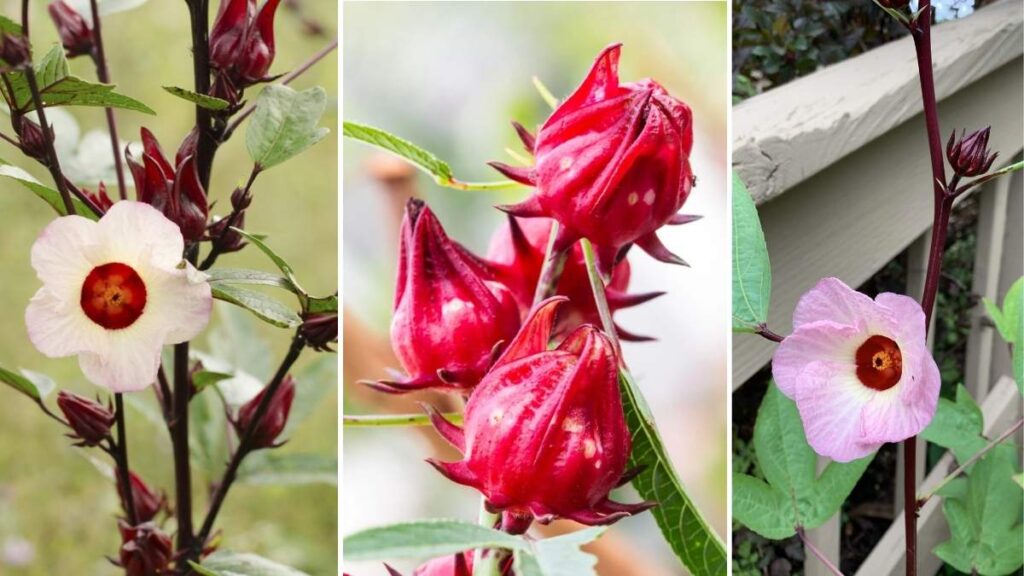 How to Grow Roselle Plants Indoors or Outdoors with Minimal Effort