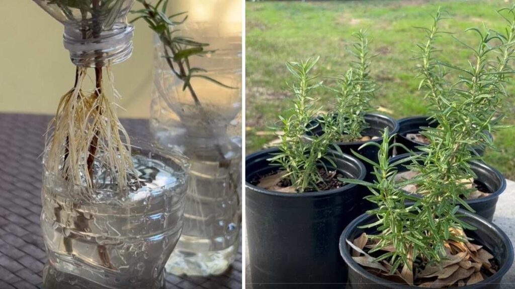 How to Grow Rosemary in a Bottle for Your Kitchen Garden