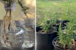 How to Grow Rosemary in a Bottle for Your Kitchen Garden