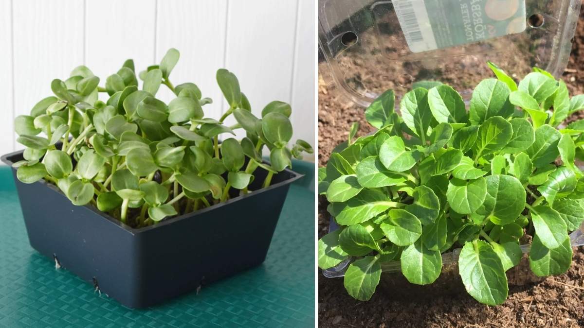 How to Grow Sunflower Shoots for Maximum Nutrition and Flavor