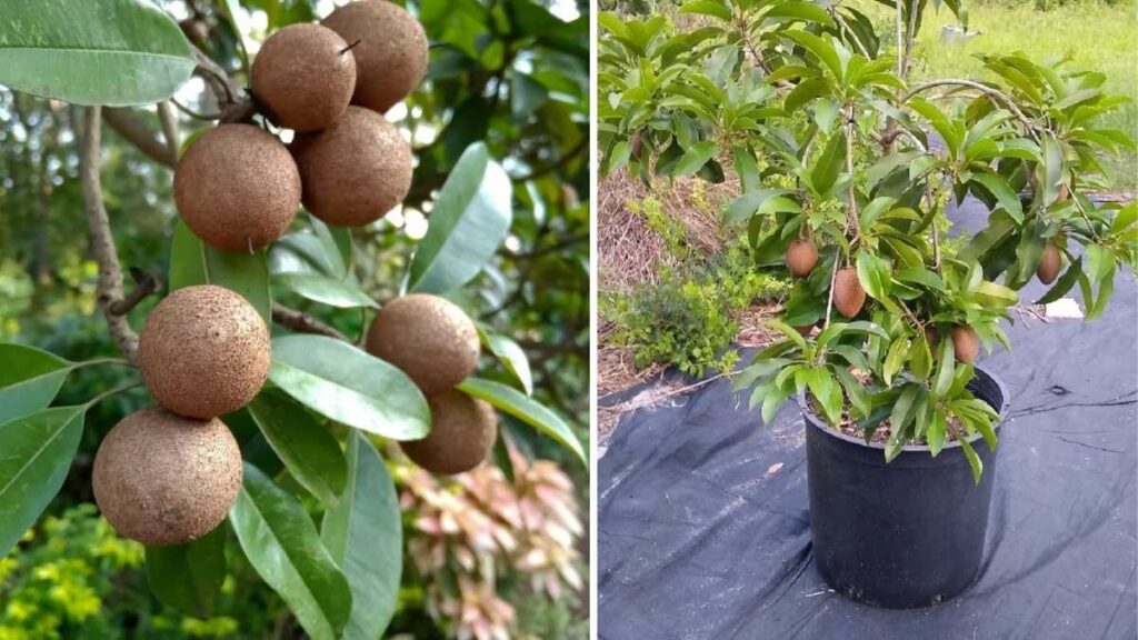 How to Grow Sweet Chikoo Fruits in Pots or Containers
