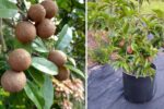 How to Grow Sweet Chikoo Fruits in Pots or Containers