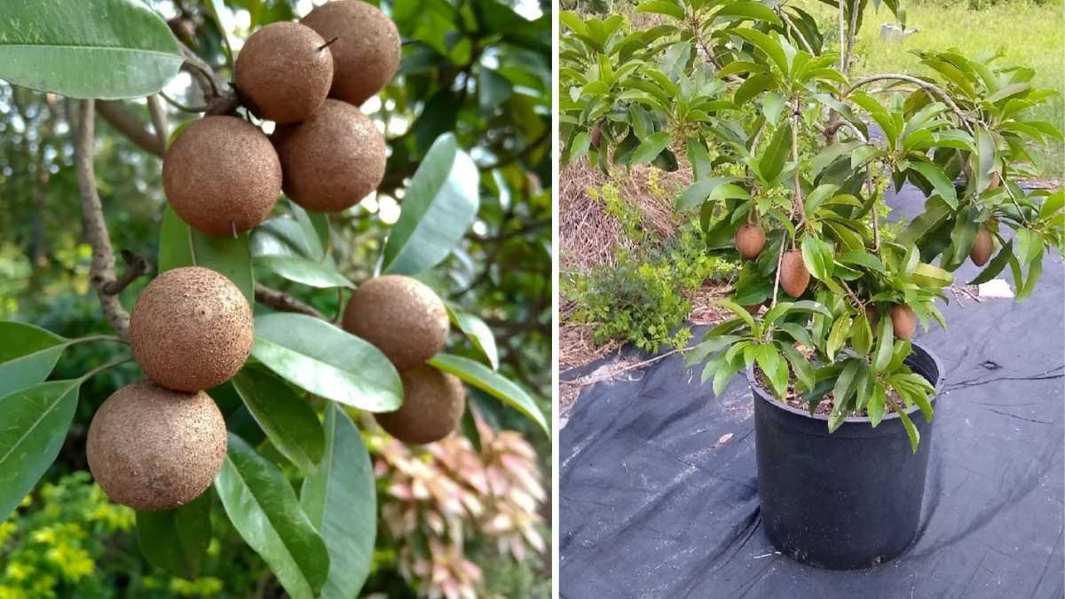 How to Grow Sweet Chikoo Fruits in Pots or Containers