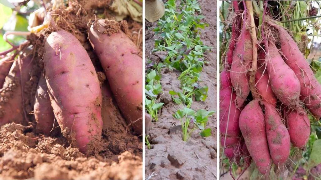 How to Grow Sweet Potatoes at Home Without a Big Backyard