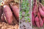 How to Grow Sweet Potatoes at Home Without a Big Backyard