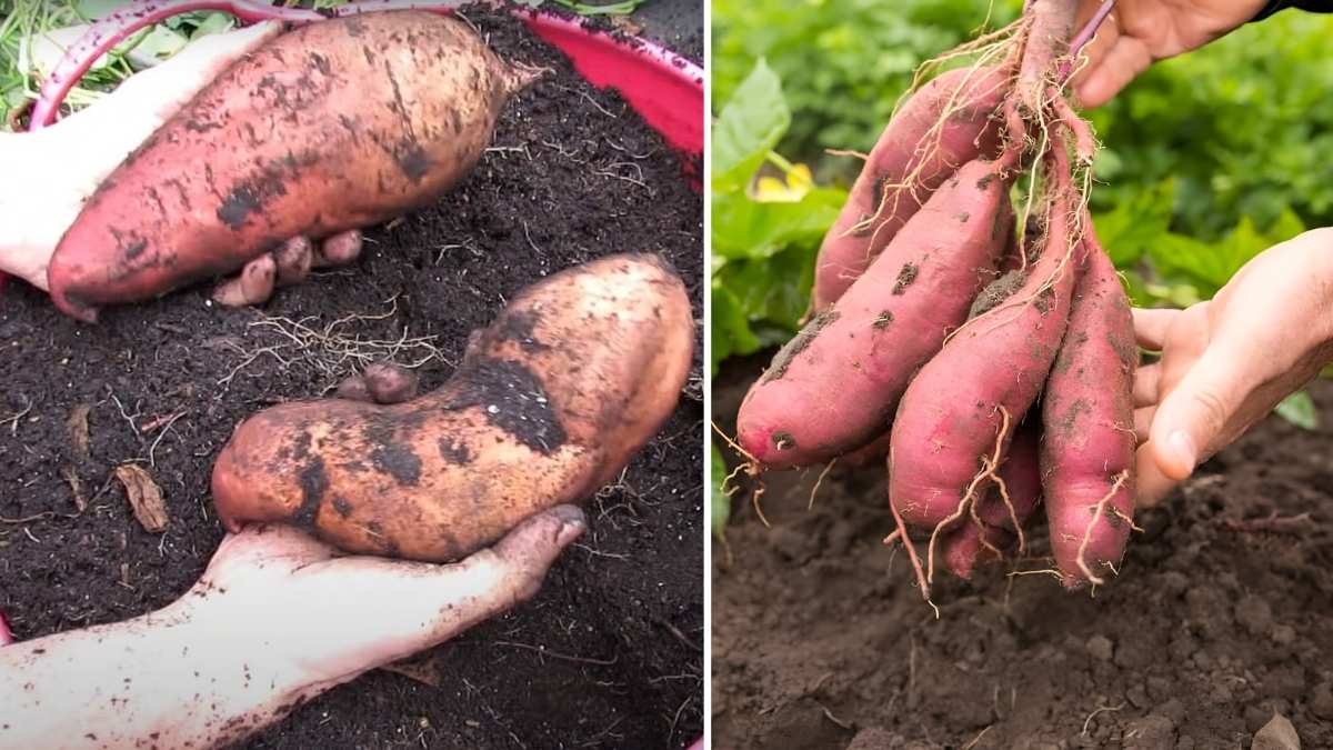 How to Grow Sweet Potatoes in Containers Indoors