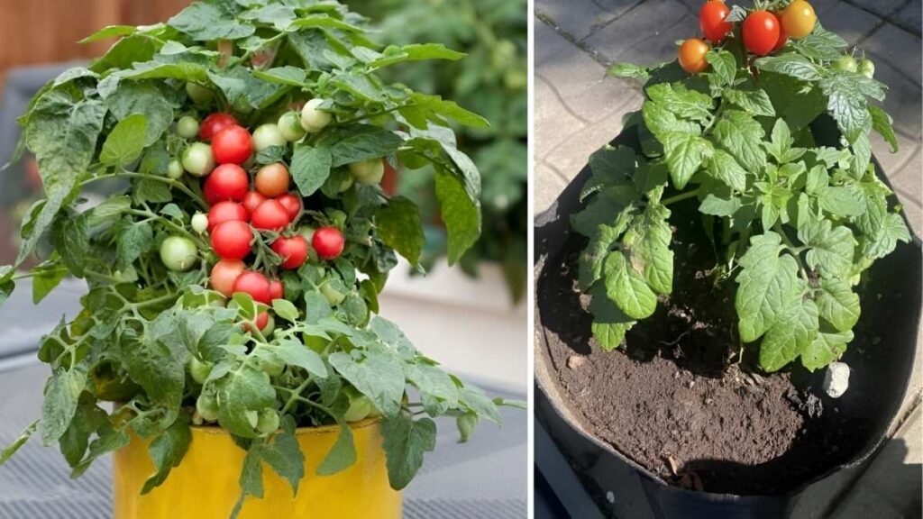 How to Grow Tomatoes in Buckets Indoors or Outdoors