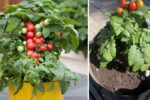 How to Grow Tomatoes in Buckets Indoors or Outdoors