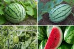 How to Grow Watermelon Vertically in Your Home Garden