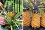 How to Grow Your Own Pineapple at Home in Simple Steps