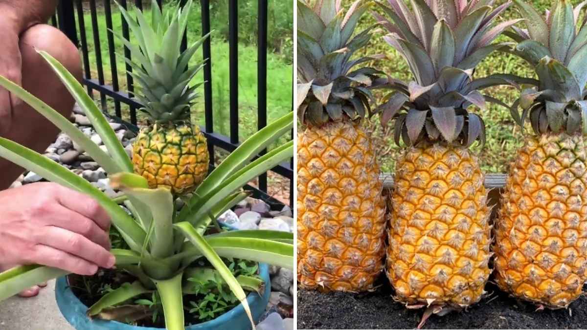 How to Grow Your Own Pineapple at Home in Simple Steps