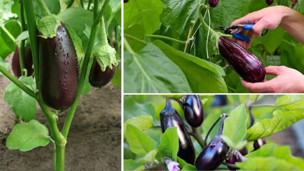 How to Harvest Eggplant for Maximum Flavor and Freshness