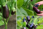 How to Harvest Eggplant for Maximum Flavor and Freshness