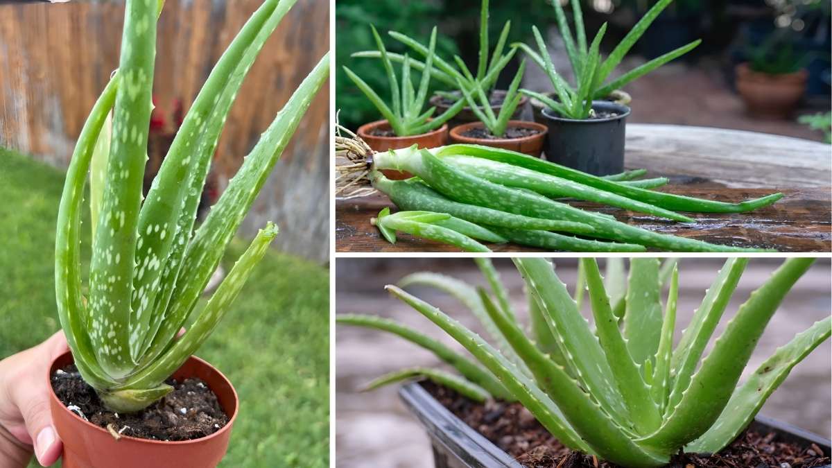How to Keep Your Aloe Vera Plant Healthy Year-Round