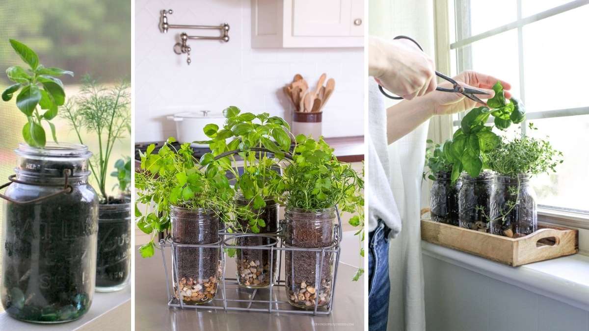 How to Make a Small Herb Garden in Your Kitchen