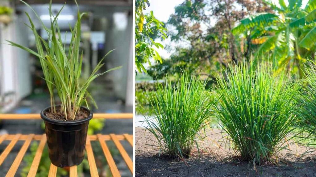 How to Plant Lemongrass in Pots or Garden Beds