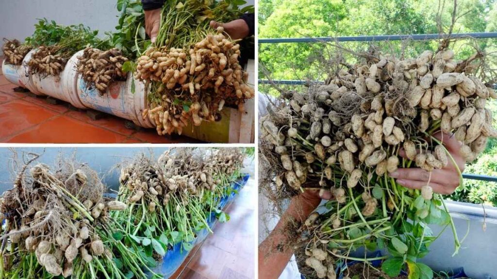 How to Plant Peanuts at Home and Enjoy a Fresh, Crunchy Yield