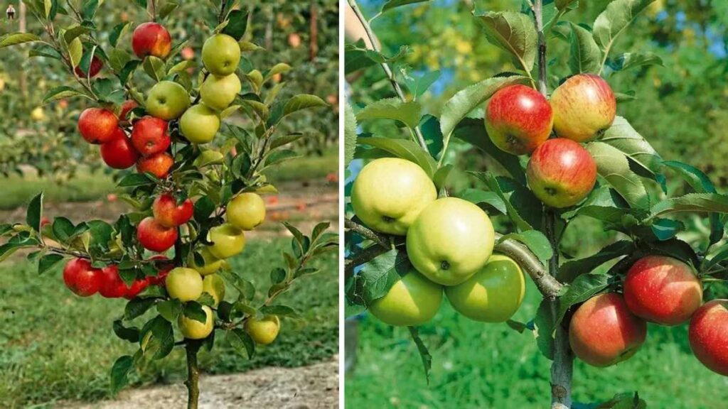 How to Plant and Care for Dwarf Apple Trees in Tiny Backyards