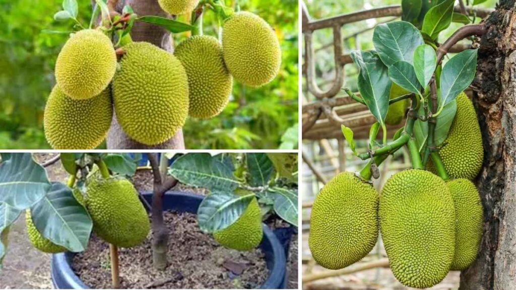 How to Plant and Care for Jackfruit Trees in Your Home Garden