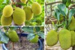 How to Plant and Care for Jackfruit Trees in Your Home Garden