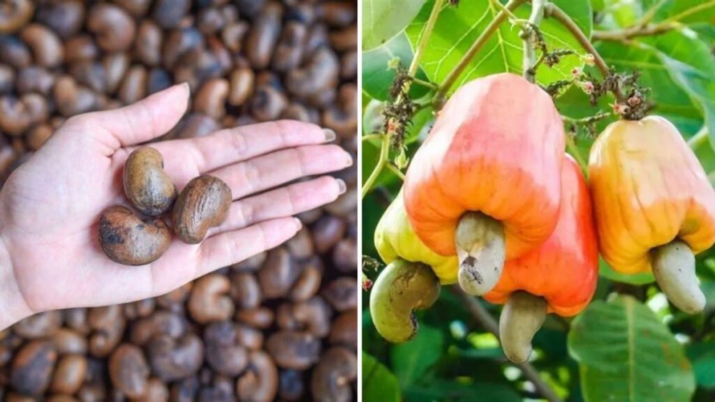 How to Plant and Grow Cashew Trees from Seeds Indoors or Outdoors