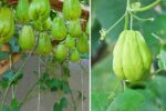 How to Plant and Grow Chayote Squash in Your Kitchen Garden