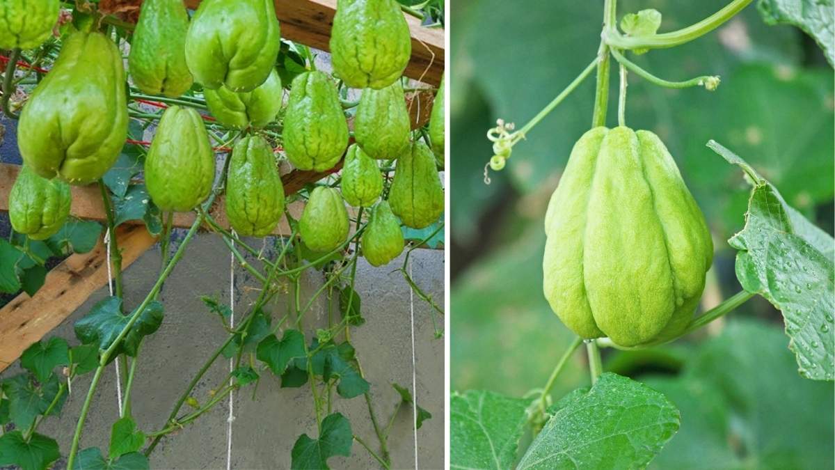 How to Plant and Grow Chayote Squash in Your Kitchen Garden