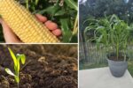 How to Plant and Harvest Baby Corn at Home in America
