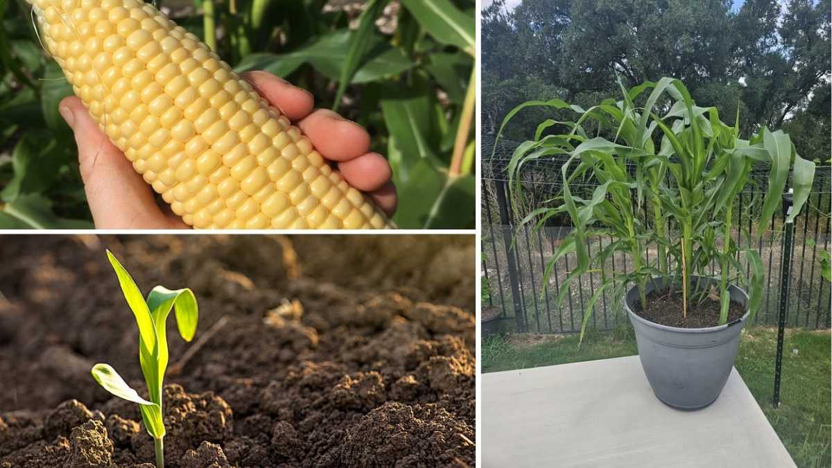 How to Plant and Harvest Baby Corn at Home in America