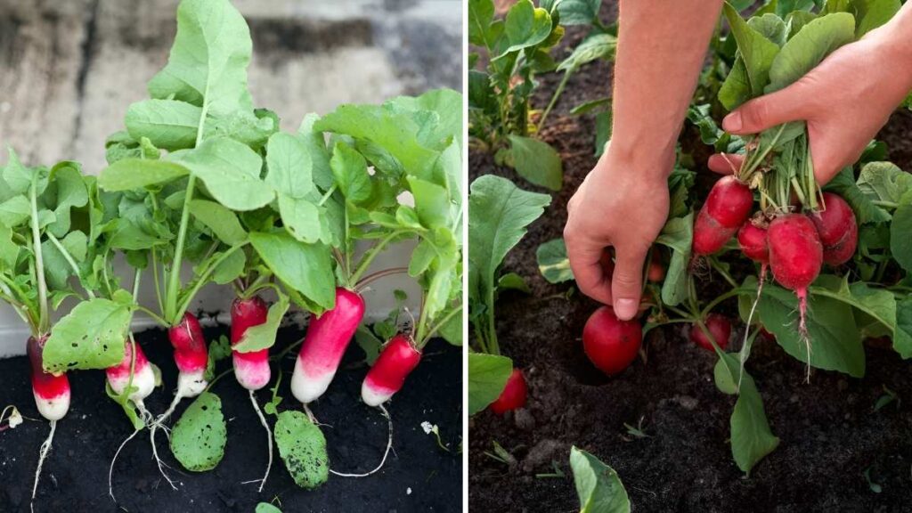 How to Plant and Harvest Radishes Indoors in Any Season