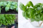 How to Propagate Basil at Home for a Never-Ending Harvest
