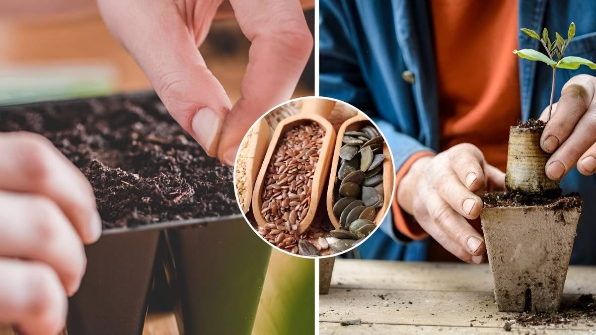 How to Save Seeds from Your Garden for Next Season