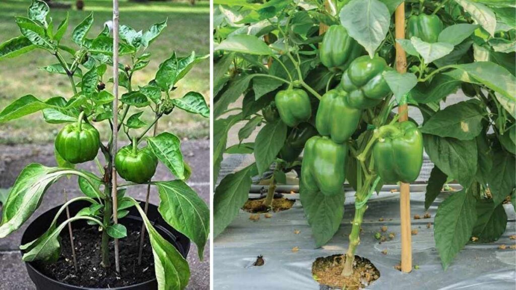 How to Start a Capsicum Garden at Home with Minimal Effort