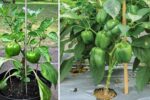 How to Start a Capsicum Garden at Home with Minimal Effort