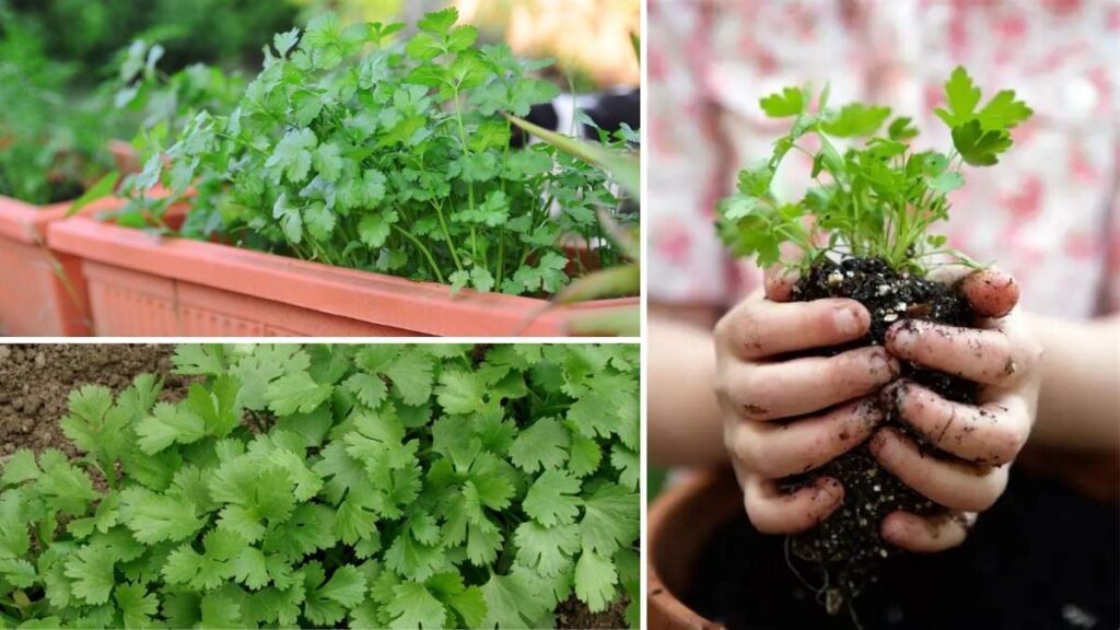 How to Start a Coriander Herb Garden on Your Balcony