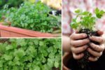 How to Start a Coriander Herb Garden on Your Balcony