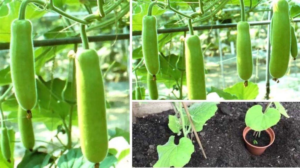 How to Successfully Grow Lauki in Containers on Your Balcony