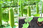 How to Successfully Grow Lauki in Containers on Your Balcony