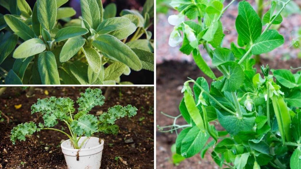 Top 10 Flowering Vegetables and Herbs to Beautify and Boost Your Garden