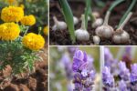 Top 10 Snake-Repelling Plants to Protect Your Garden Naturally