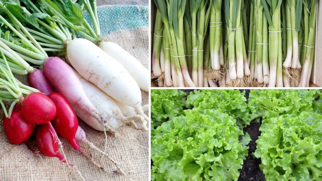 Top 5 Quick-Growing Vegetables Ready to Harvest in 30 Days