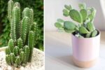Top 7 Cactus Varieties Perfect for Indoor Balcony Gardens
