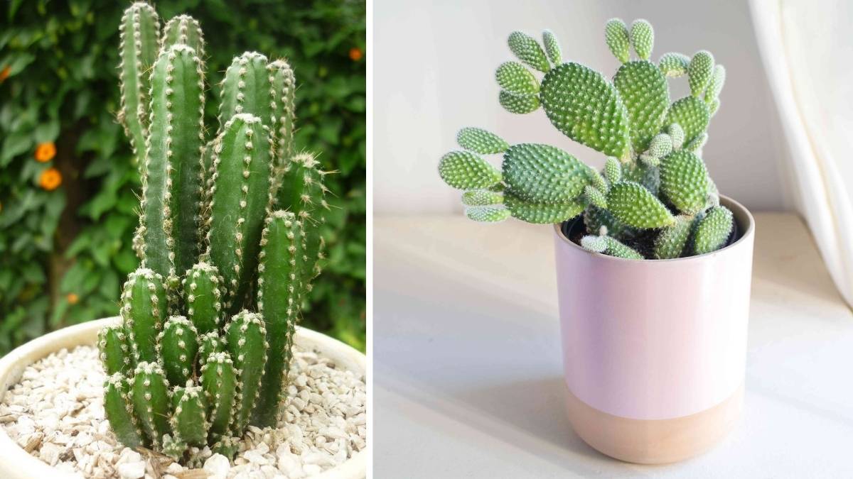 Top 7 Cactus Varieties Perfect for Indoor Balcony Gardens