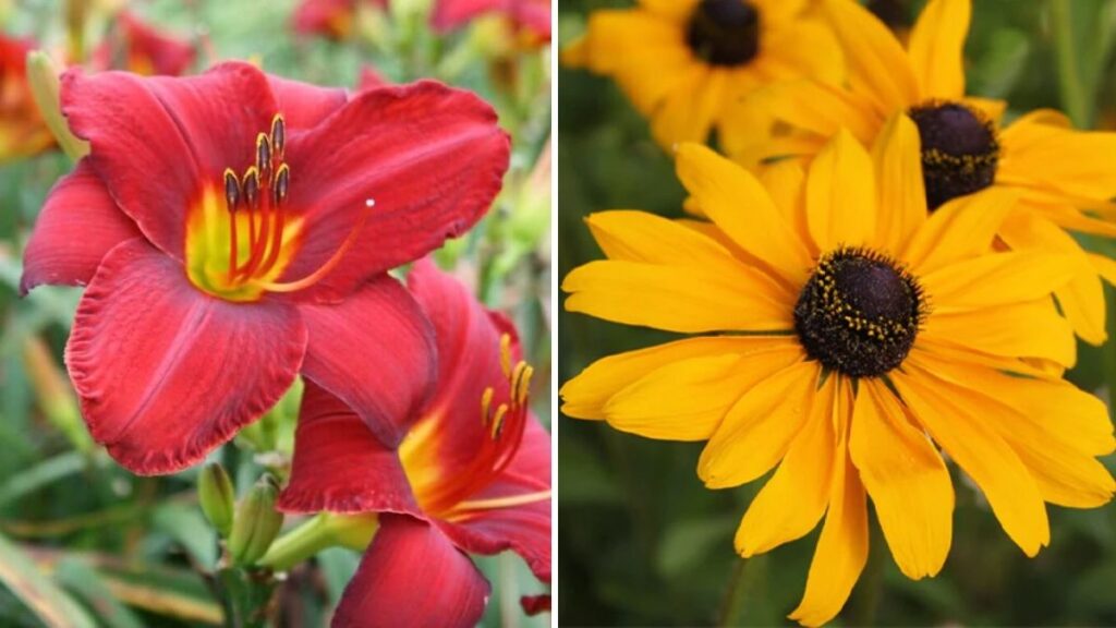 6 Flowers That Grow Even If You Forget to Take Care of Them