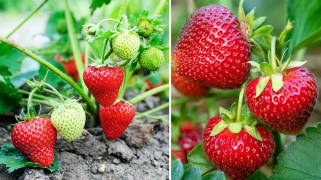 How to Grow Strawberry Plants at Home Garden