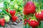 How to Grow Strawberry Plants at Home Garden